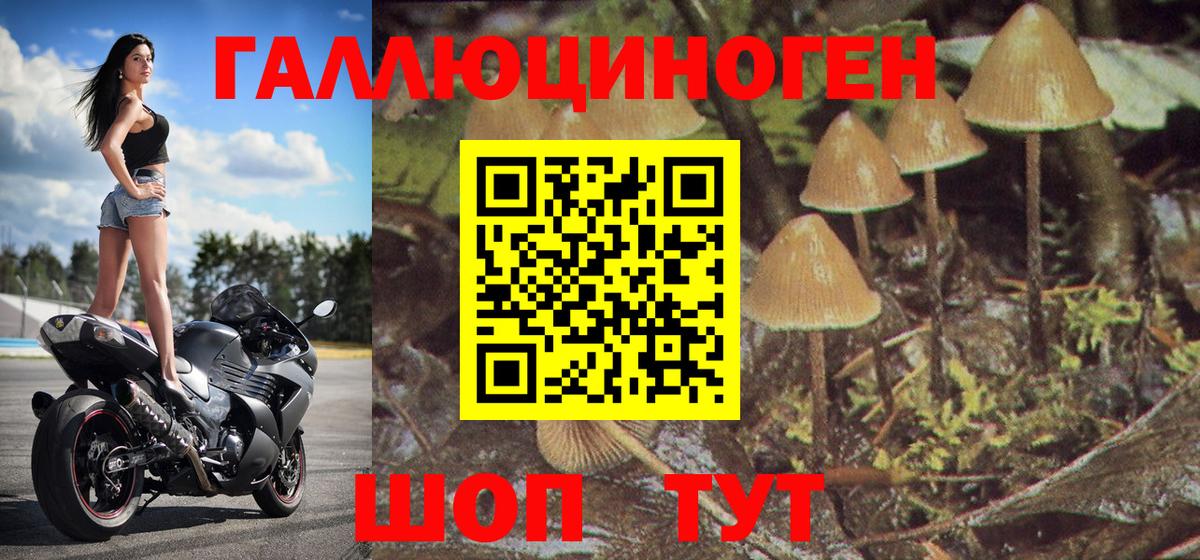 Галлюциногенные грибы Psilocybine cubensis Нерюнгри
